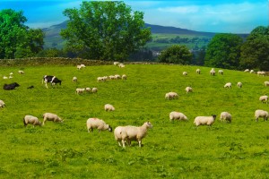 sheep and cows grazing in field