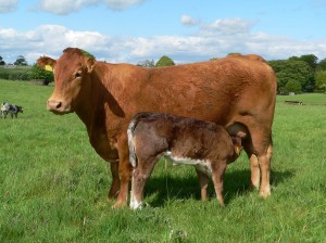 cow and sucker calf stood in field